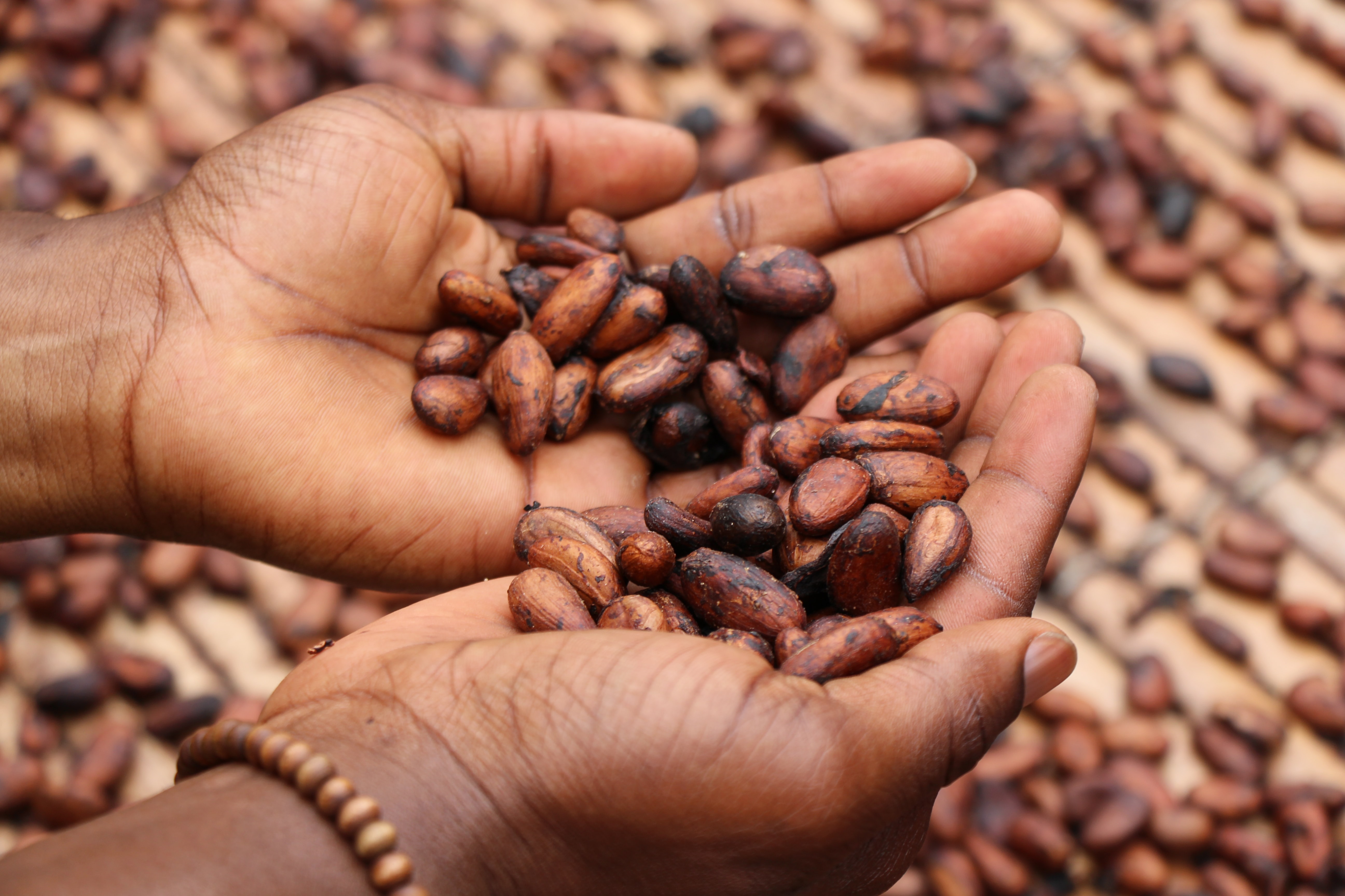 Côte d'ivoire, fèves de cacao grillées