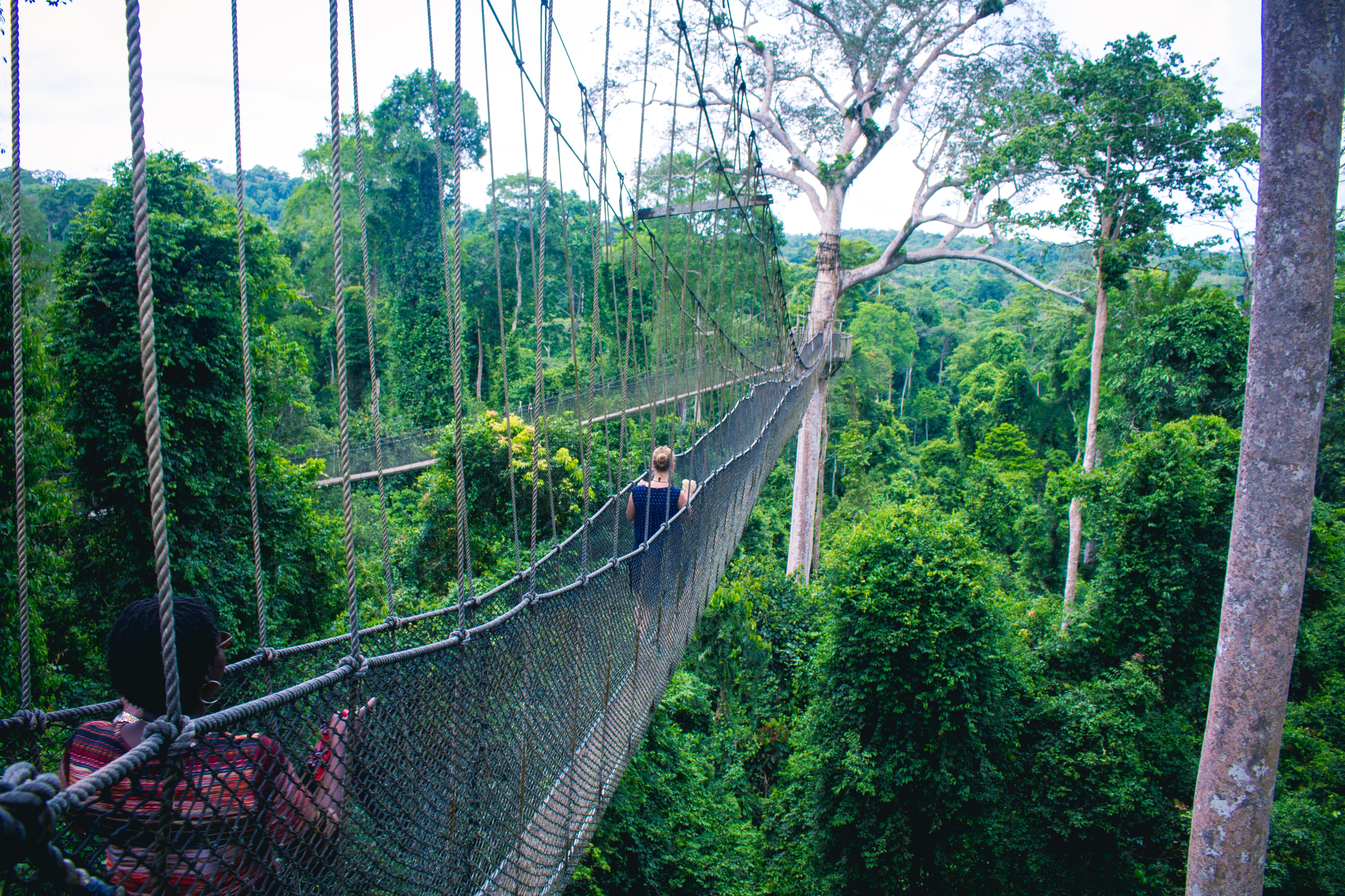 Ghana, Canopée de Kakum Ghana, Canopée de Kakum